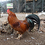 תרנגול לבן שחור
