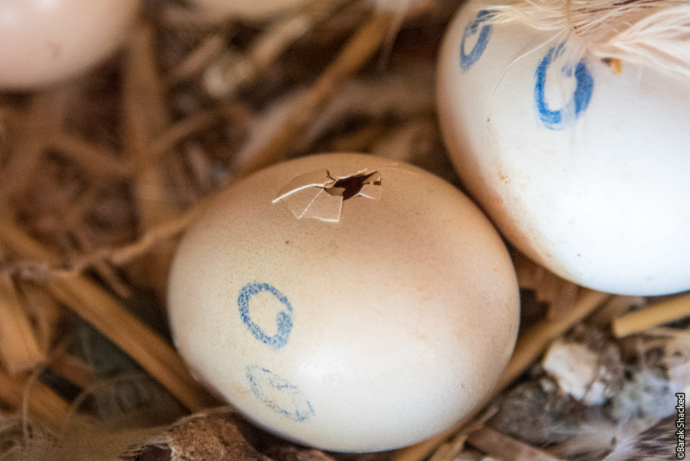 ביצה בתחילת הבקיעה